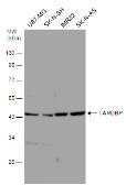 Anti-TDP43 antibody [GT733] used in Western Blot (WB). GTX630197