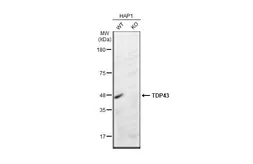 Anti-TDP43 antibody [GT733] used in Western Blot (WB). GTX630197