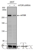 Anti-mTOR antibody [GT649] used in Western Blot (WB). GTX630198
