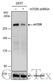 Anti-mTOR antibody [GT6611] used in Western Blot (WB). GTX630199