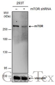 Anti-mTOR antibody [GT778] used in Western Blot (WB). GTX630200