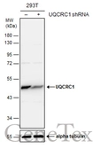 Anti-UQCRC1 antibody [GT1311] used in Western Blot (WB). GTX630393