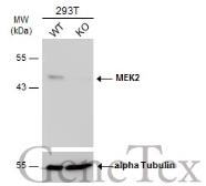 Anti-MEK2 antibody [GT1162] used in Western Blot (WB). GTX630541
