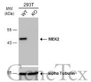 Anti-MEK2 antibody [GT3522] used in Western Blot (WB). GTX630543