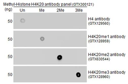 Anti-Histone H4K20me2 (dimethyl Lys20) antibody [GT282] used in Dot blot (Dot). GTX630544