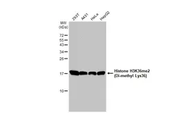 Anti-Histone H3K36me2 (Di-methyl Lys36) antibody [GT1488] used in Western Blot (WB). GTX630555