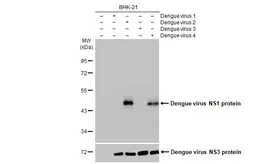 Anti-Dengue virus NS1 protein antibody [GT4212] used in Western Blot (WB). GTX630556