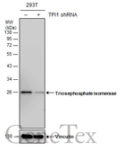 Anti-Triosephosphate isomerase antibody [GT1111] used in Western Blot (WB). GTX630778