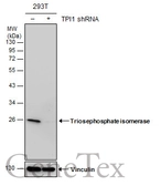 Anti-Triosephosphate isomerase antibody [GT181] used in Western Blot (WB). GTX630779