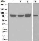 Anti-Hec1 antibody [EPR5342] used in Western Blot (WB). GTX63082