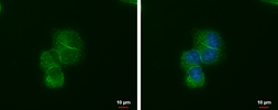 Anti-LIN7A antibody [GT377] used in Immunocytochemistry/ Immunofluorescence (ICC/IF). GTX631106