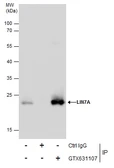 Anti-LIN7A antibody [GT879] used in Immunoprecipitation (IP). GTX631107