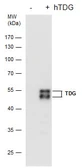 Anti-TDG antibody [GT622] used in Western Blot (WB). GTX631589