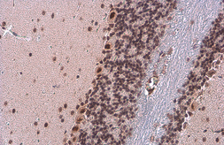 Anti-TDG antibody [GT311] used in IHC (Paraffin sections) (IHC-P). GTX631718