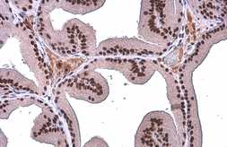 Anti-TDG antibody [GT1511] used in IHC (Paraffin sections) (IHC-P). GTX631719