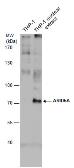 Anti-ARID5A antibody [GT921] used in Western Blot (WB). GTX631938