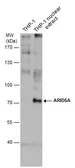Anti-ARID5A antibody [GT921] used in Western Blot (WB). GTX631938