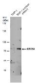 Anti-ARID5A antibody [GT1683] used in Western Blot (WB). GTX631939
