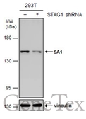 Anti-SA1 antibody [GT8810] used in Western Blot (WB). GTX631989
