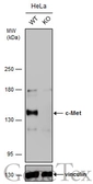 Anti-c-Met antibody [GT1586] used in Western Blot (WB). GTX631993