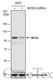 Anti-BICD2 antibody [GT10811] used in Western Blot (WB). GTX631994