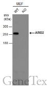 Anti-ARID2 antibody [GT7311] used in Western Blot (WB). GTX632011