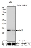 Anti-DCK antibody [GT7710] used in Western Blot (WB). GTX632062
