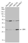 Anti-DCK antibody [GT10412] used in Western Blot (WB). GTX632065