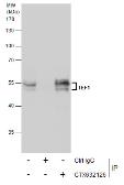 Anti-TEF1 antibody [GT13112] used in Immunoprecipitation (IP). GTX632126