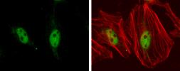 Anti-TEF1 antibody [GT13112] used in Immunocytochemistry/ Immunofluorescence (ICC/IF). GTX632126