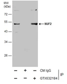 Anti-NUF2 antibody [GT644] used in Immunoprecipitation (IP). GTX632184