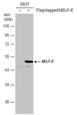 Anti-NELF-E antibody [E1C1] used in Western Blot (WB). GTX632192