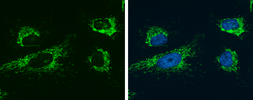 Anti-Glutaminase C (GAC) antibody [GT1075] used in Immunocytochemistry/ Immunofluorescence (ICC/IF). GTX632265