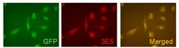 Anti-VAMP5 antibody [3E5] used in Immunocytochemistry/ Immunofluorescence (ICC/IF). GTX632270