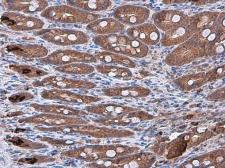 Anti-IL10 antibody [GT5111] used in IHC (Paraffin sections) (IHC-P). GTX632359