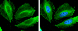Anti-Filamin B antibody [GT387] used in Immunocytochemistry/ Immunofluorescence (ICC/IF). GTX632425
