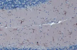 Anti-Iba1 antibody [GT10312] used in IHC (Paraffin sections) (IHC-P). GTX632426