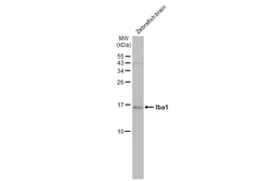 Anti-Iba1 antibody [GT10312] used in Western Blot (WB). GTX632426