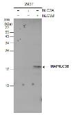 Anti-LC3B antibody [GT3612] used in Western Blot (WB). GTX632501