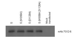 Anti-SARS-CoV Spike (SΔ3) antibody [7G12] used in Western Blot and Immunoprecipitation (WB IP). GTX632603
