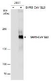 Anti-SARS-CoV Spike (SΔ3) antibody [7G12] used in Western Blot (WB). GTX632603