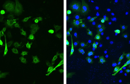 Anti-SARS-CoV / SARS-CoV-2 (COVID-19) spike antibody [1A9] used in Immunocytochemistry/ Immunofluorescence (ICC/IF). GTX632604