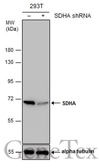 Anti-SDHA antibody [GT20710] used in Western Blot (WB). GTX632636