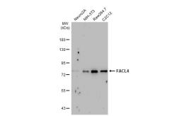 Anti-FACL4 antibody [GT566] used in Western Blot (WB). GTX632675