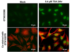 Anti-Histone H2AK5ac (acetyl Lys5) antibody [GT1262] used in Immunocytochemistry/ Immunofluorescence (ICC/IF). GTX633388
