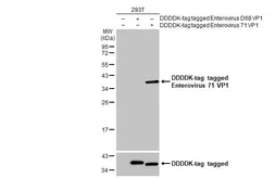 Anti-Enterovirus 71 VP1 antibody [GT185] used in Western Blot (WB). GTX633390