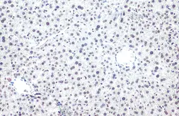 Anti-Histone H2BK20ac (acetyl Lys20) antibody [GT578] used in IHC (Paraffin sections) (IHC-P). GTX633409
