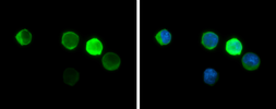 Anti-Hemoglobin zeta antibody [GT1544] used in Immunocytochemistry/ Immunofluorescence (ICC/IF). GTX633545