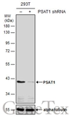 Anti-PSAT1 antibody [GT2918] used in Western Blot (WB). GTX633623