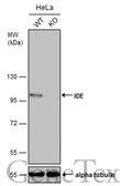 Anti-IDE antibody [GT286] used in Western Blot (WB). GTX633625